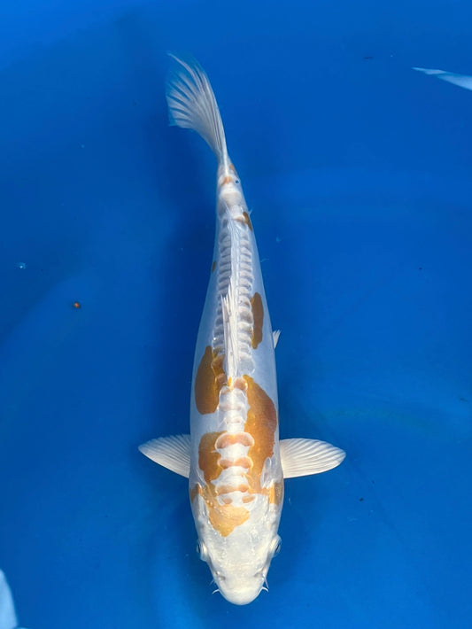 D. Hariwake 30cm | YAMASAKI |