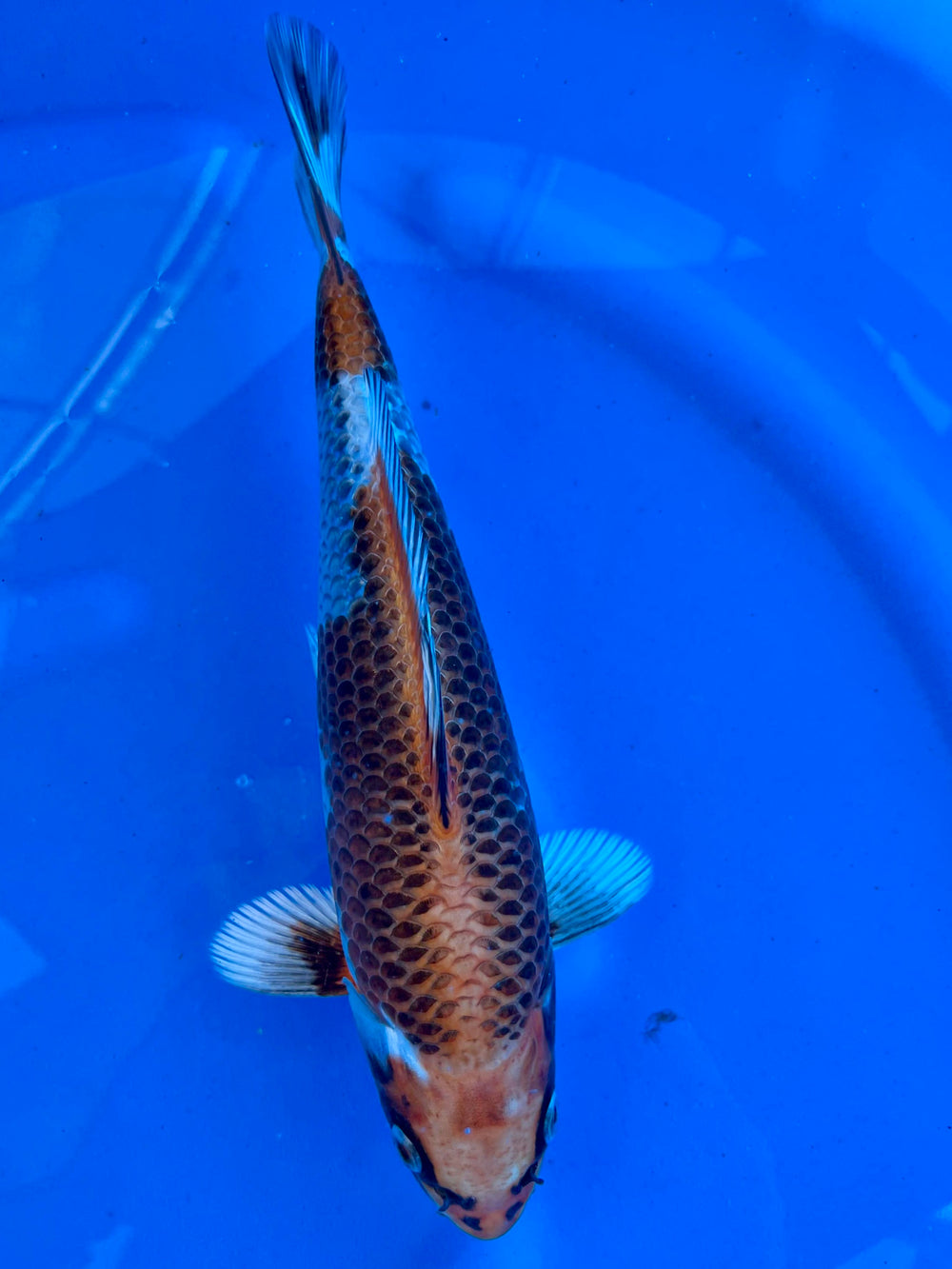 Kujaku 27cm | SUDA