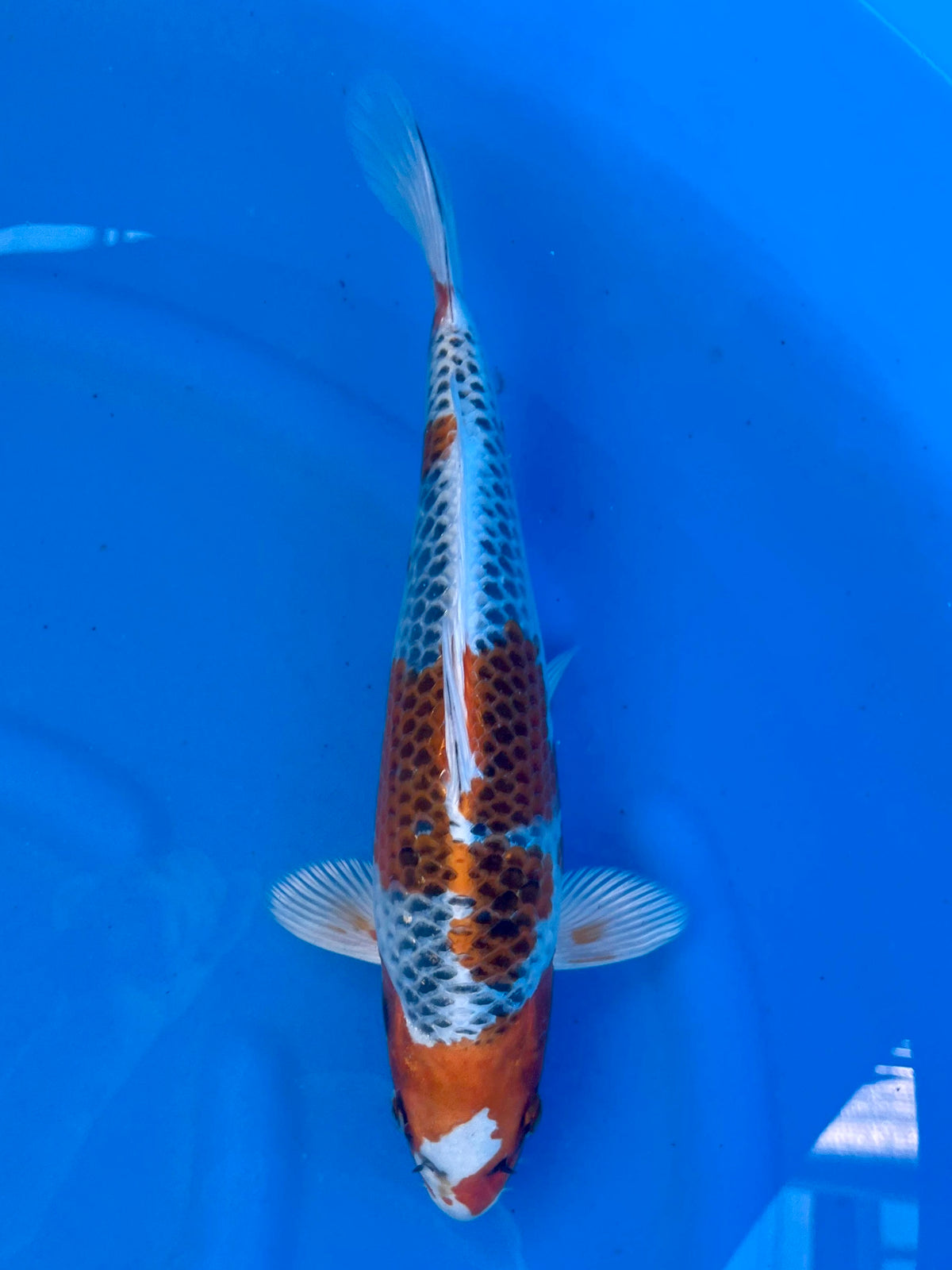 Ki Kujaku 28cm | SUDA | REZERWACJA❗️K.W