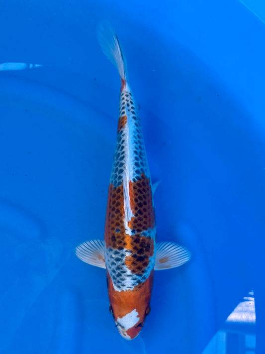 Ki Kujaku 28cm | SUDA | REZERWACJA❗️K.W
