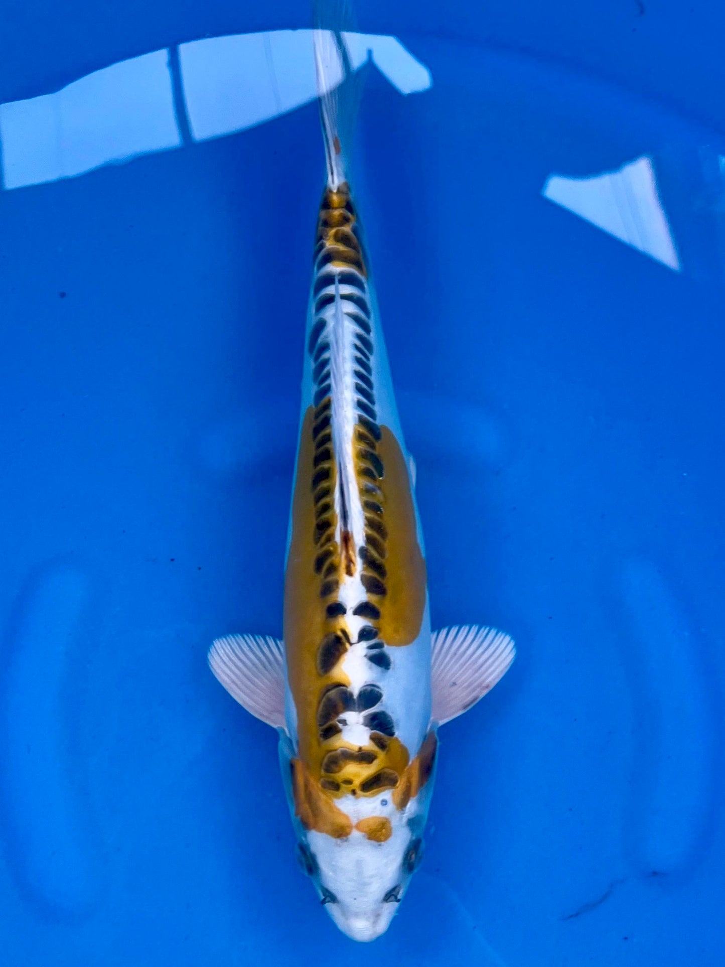 HQ D. Kin Kujaku Showclass 29cm | AOKI