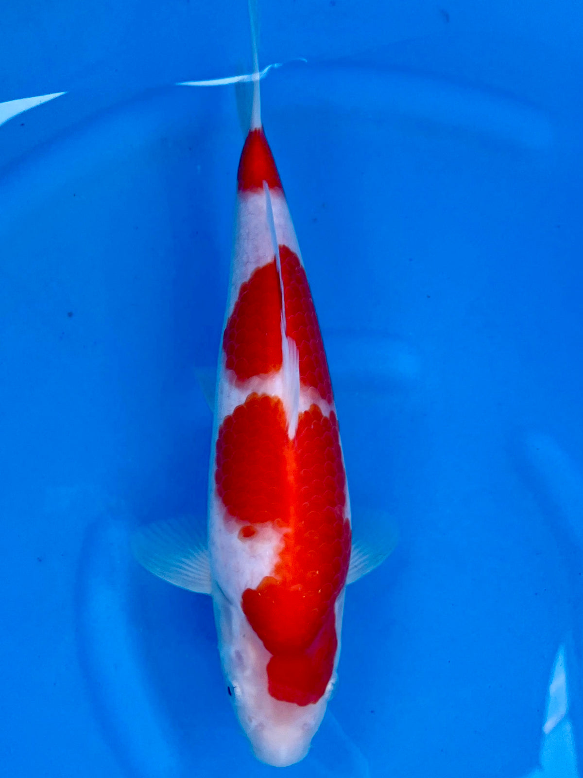 HQ Kohaku 29cm | SUDA | REZERWACJA❗️Ł.CZ