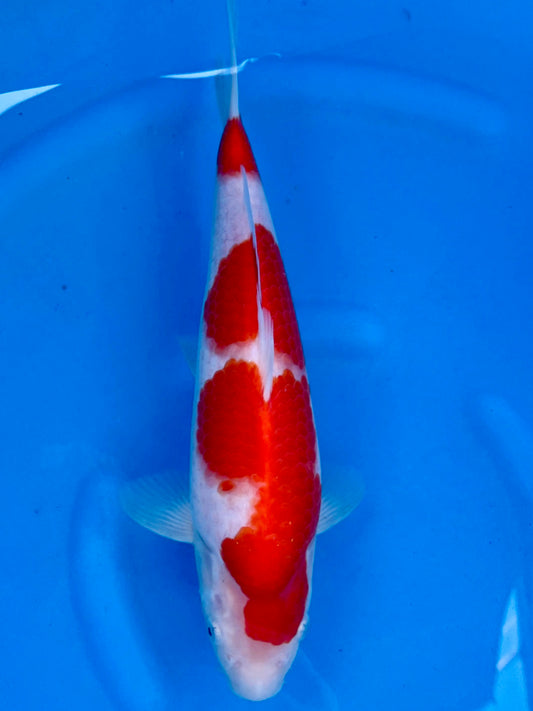 HQ Kohaku 29cm | SUDA | REZERWACJA❗️Ł.CZ