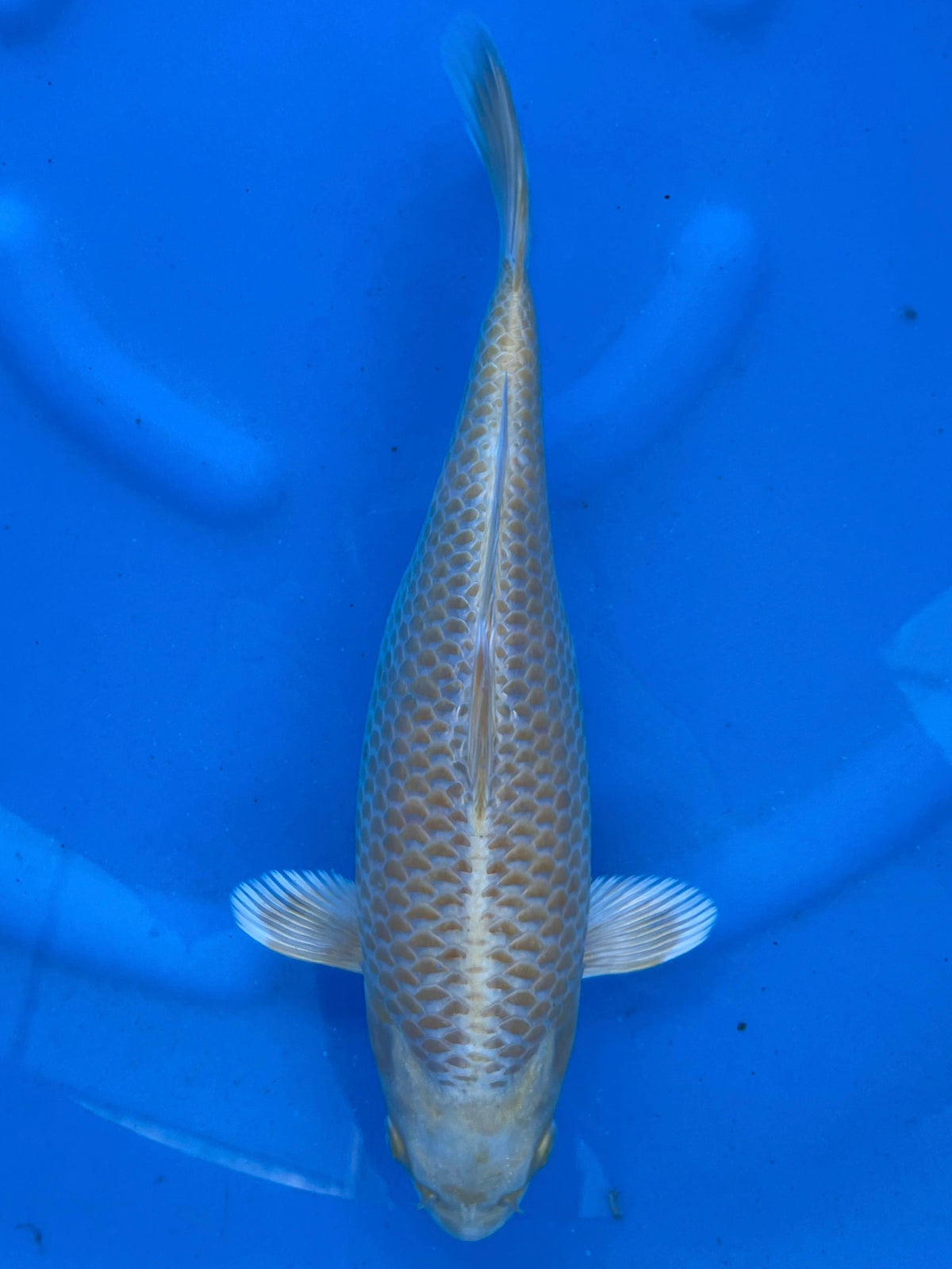 HQ Yamabuki 31cm | SUDA