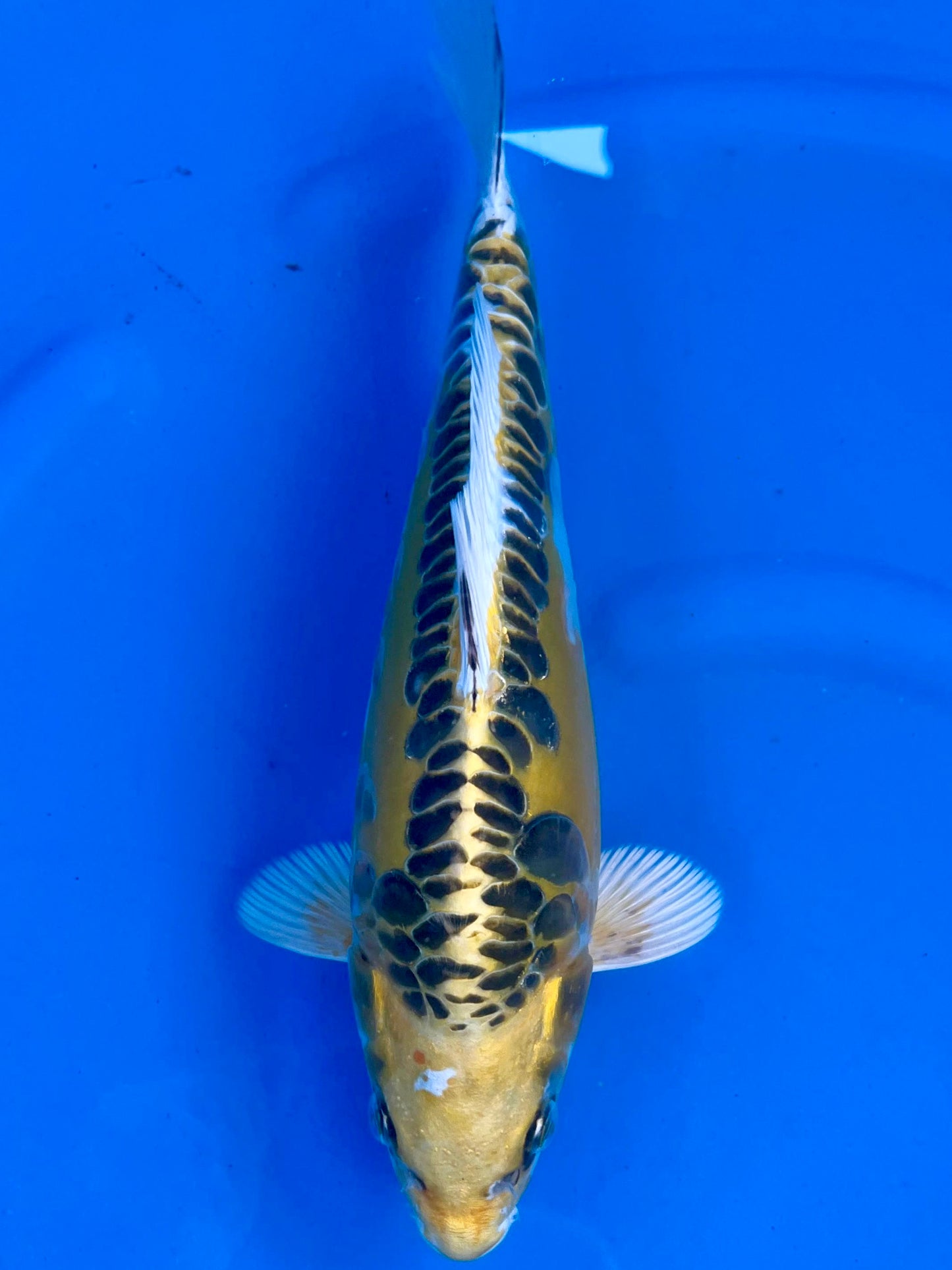 HQ D. Kin Kujaku 28cm | AOKI | REZERWACJA ❗️D.P