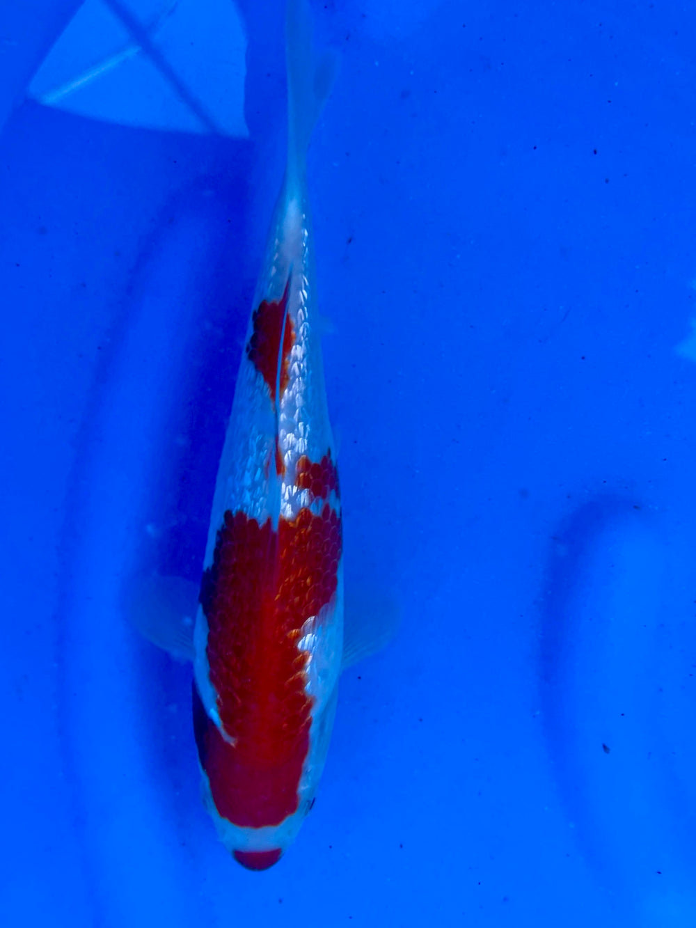 HQ Ginrin Beni Kohaku 22cm | SUDA | REZERWACJA❗️S.D