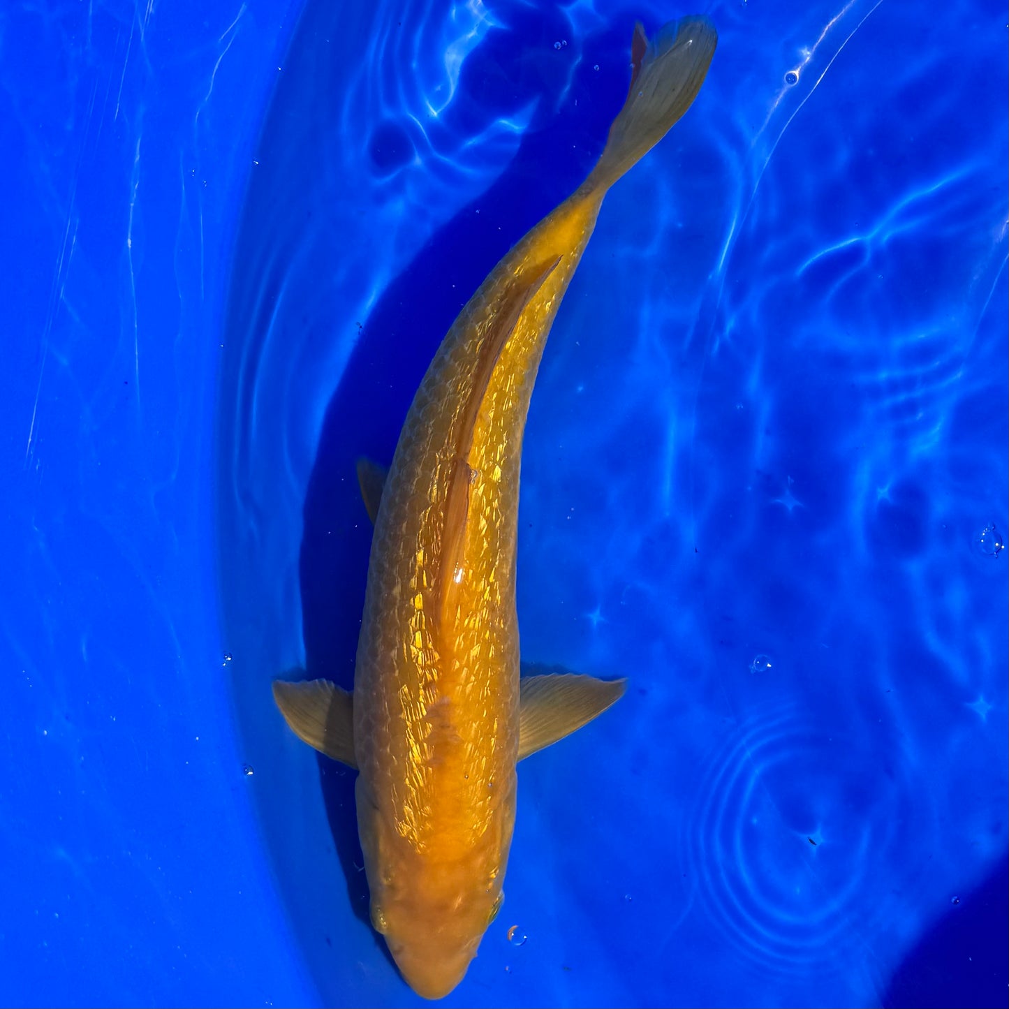 Ginrin Karashigoi 31-32cm
