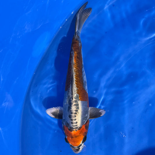 Igarashi Benikiko 31cm