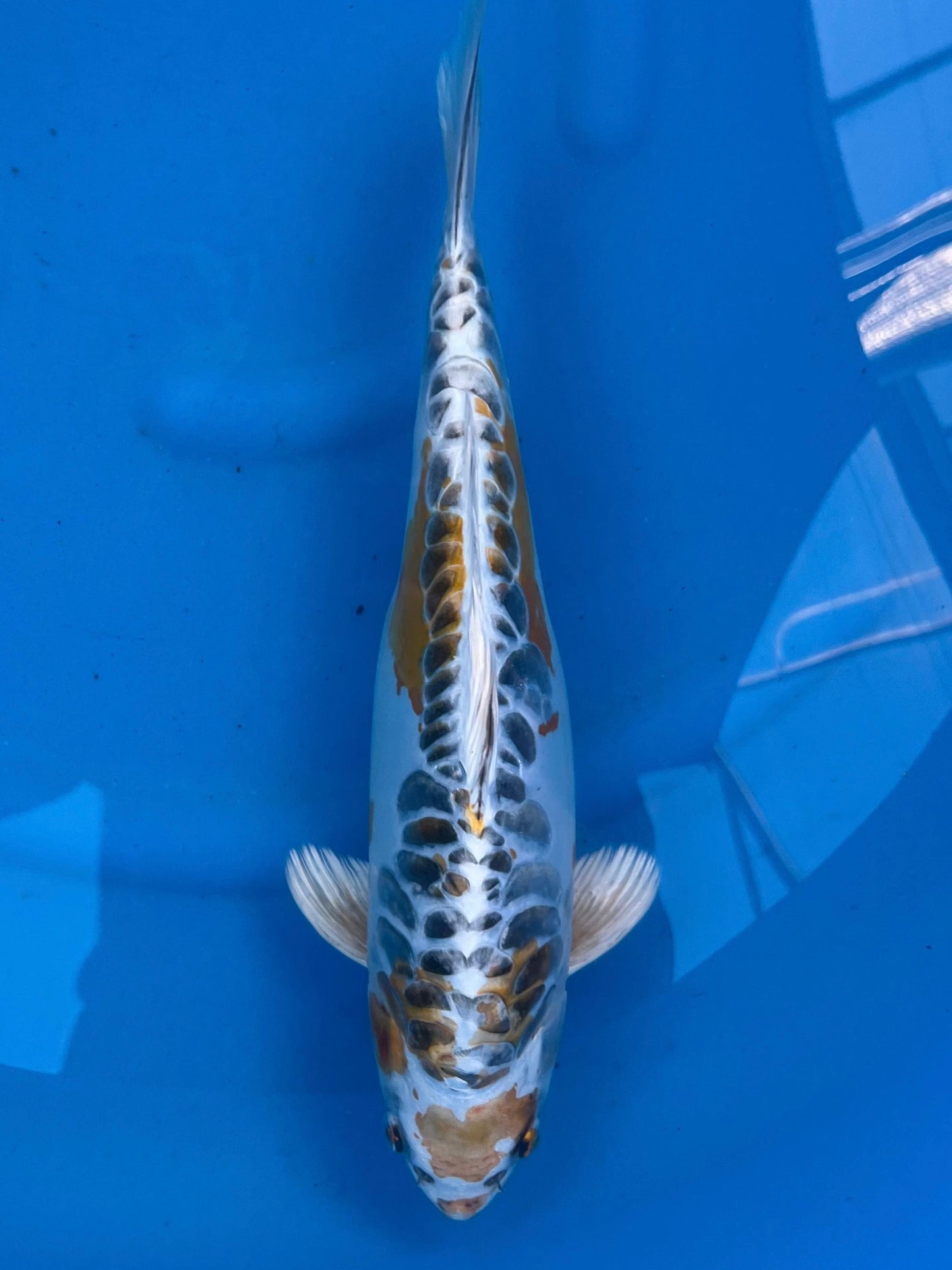 HQ Aragoke D. Ki Kujaku 29cm | AOKI| REZERWACJA❗️A.W