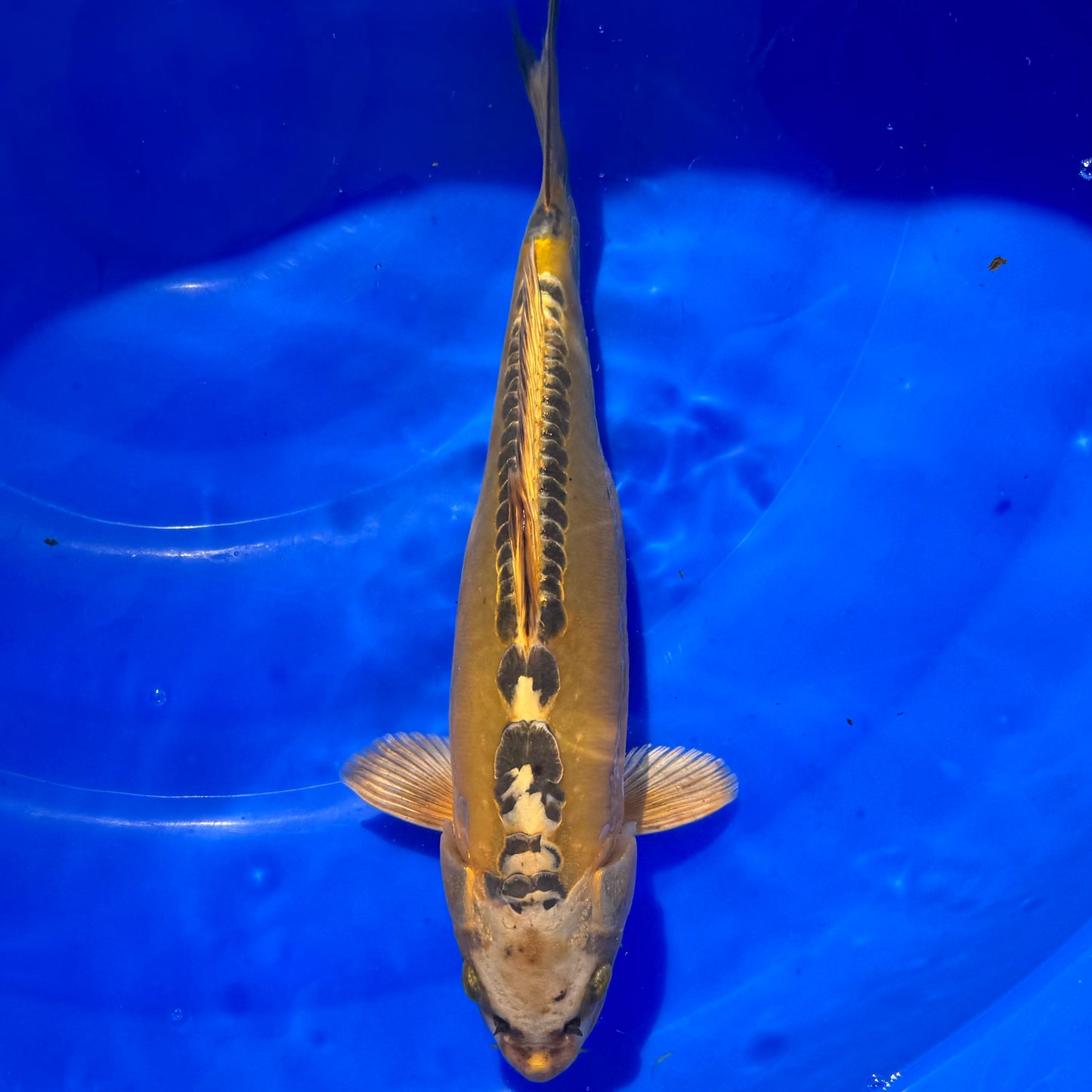 Marusei Mizuho Ogon 31cm