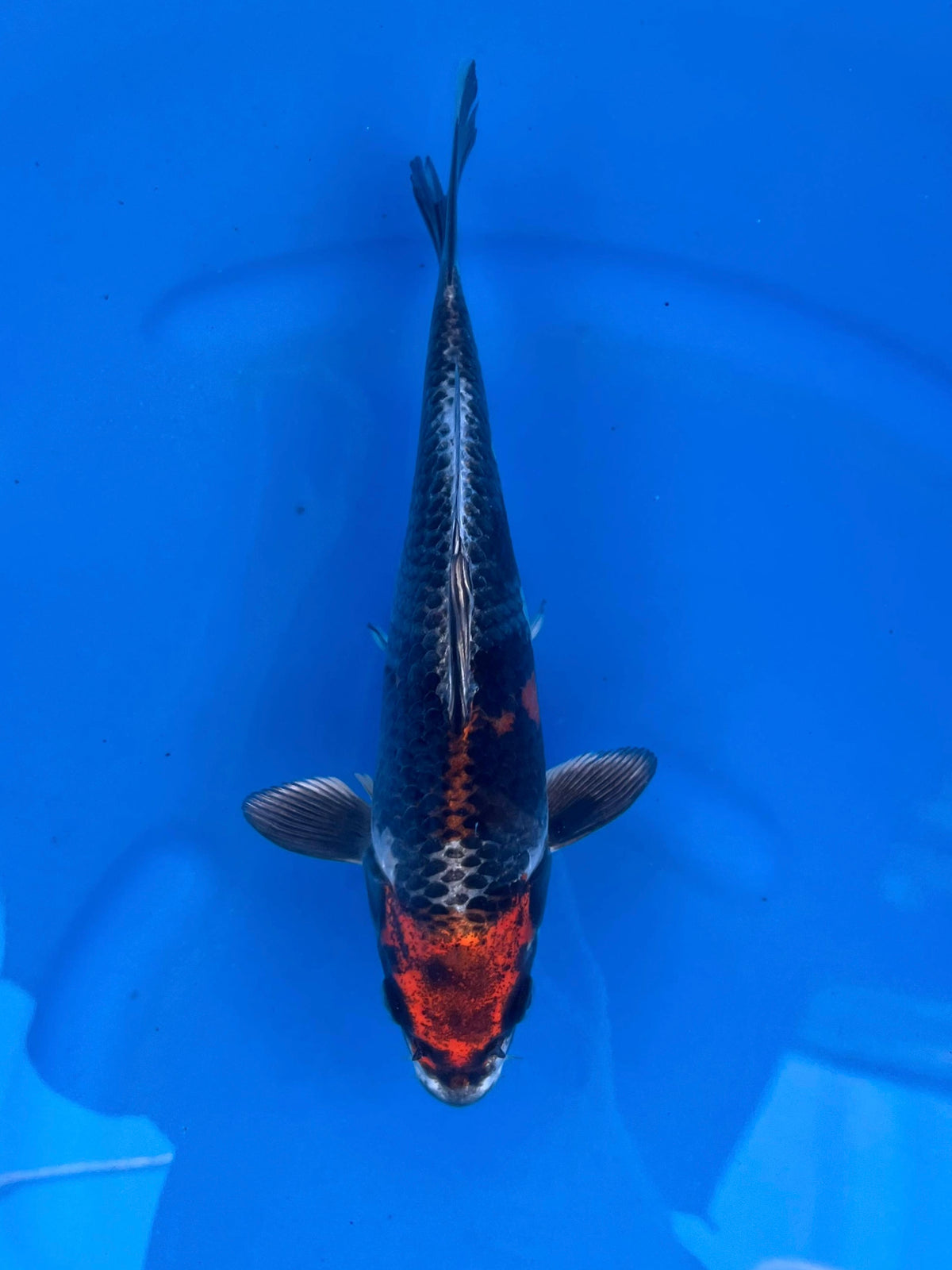 Beni Ginga 25cm | OOFUCHI | REZERWACJA❗️D.P