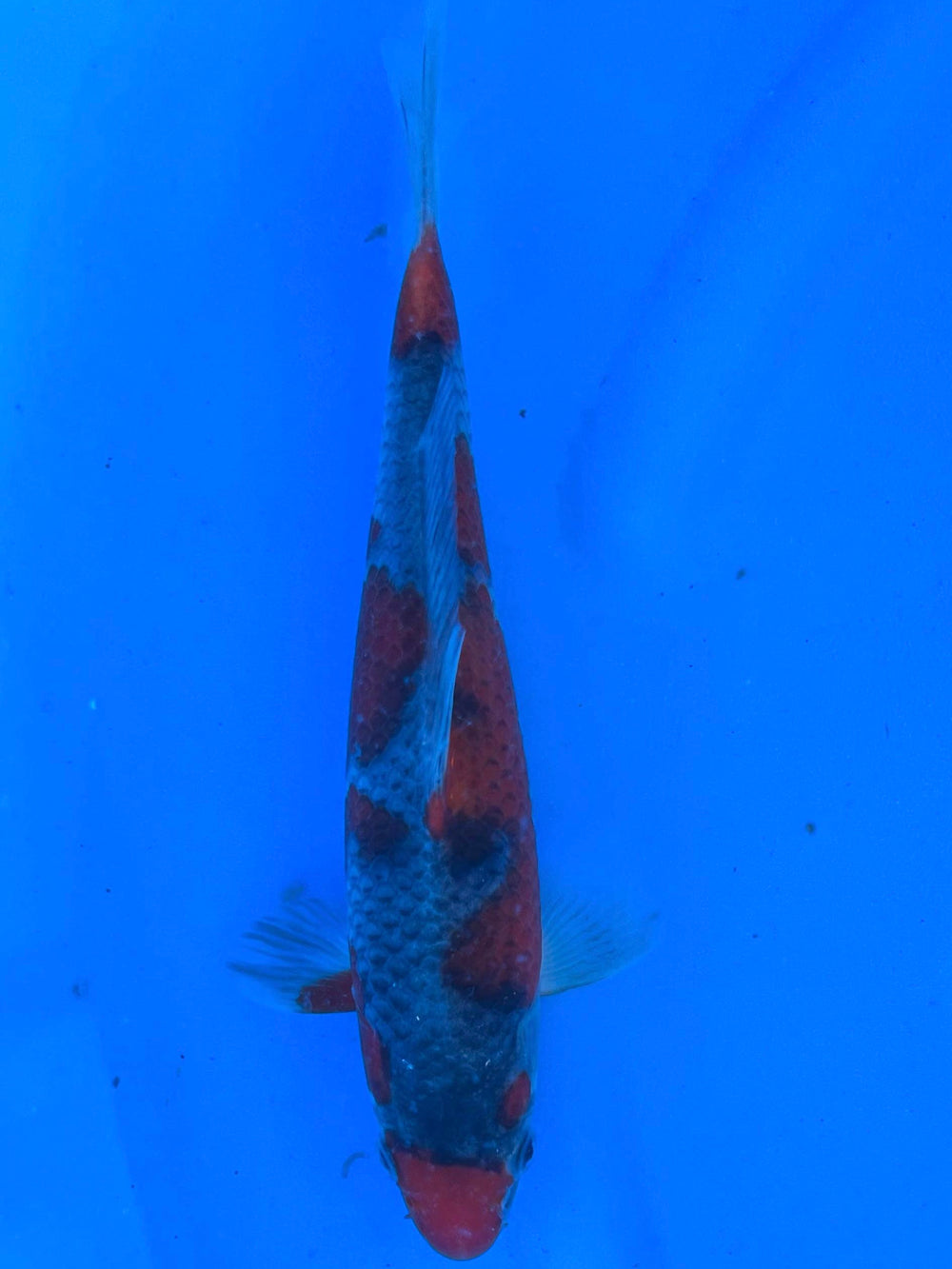 Goshiki 23cm | KANO