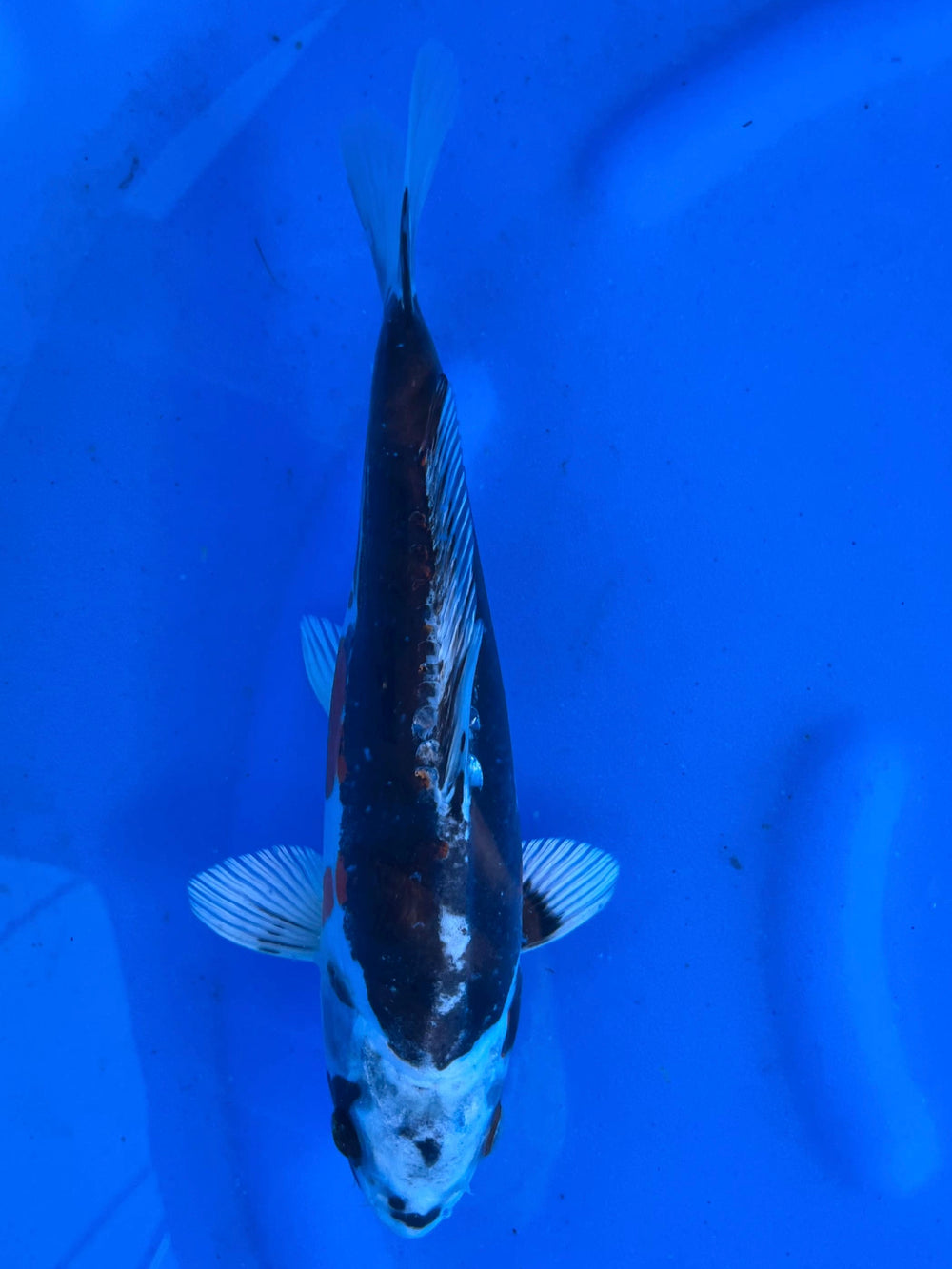 Beni Kiko 25cm | AOKI | REZERWACJA❗️S. D