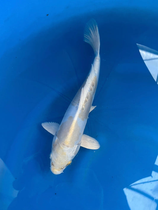 D. Hariwake 30cm | YAMASAKI |