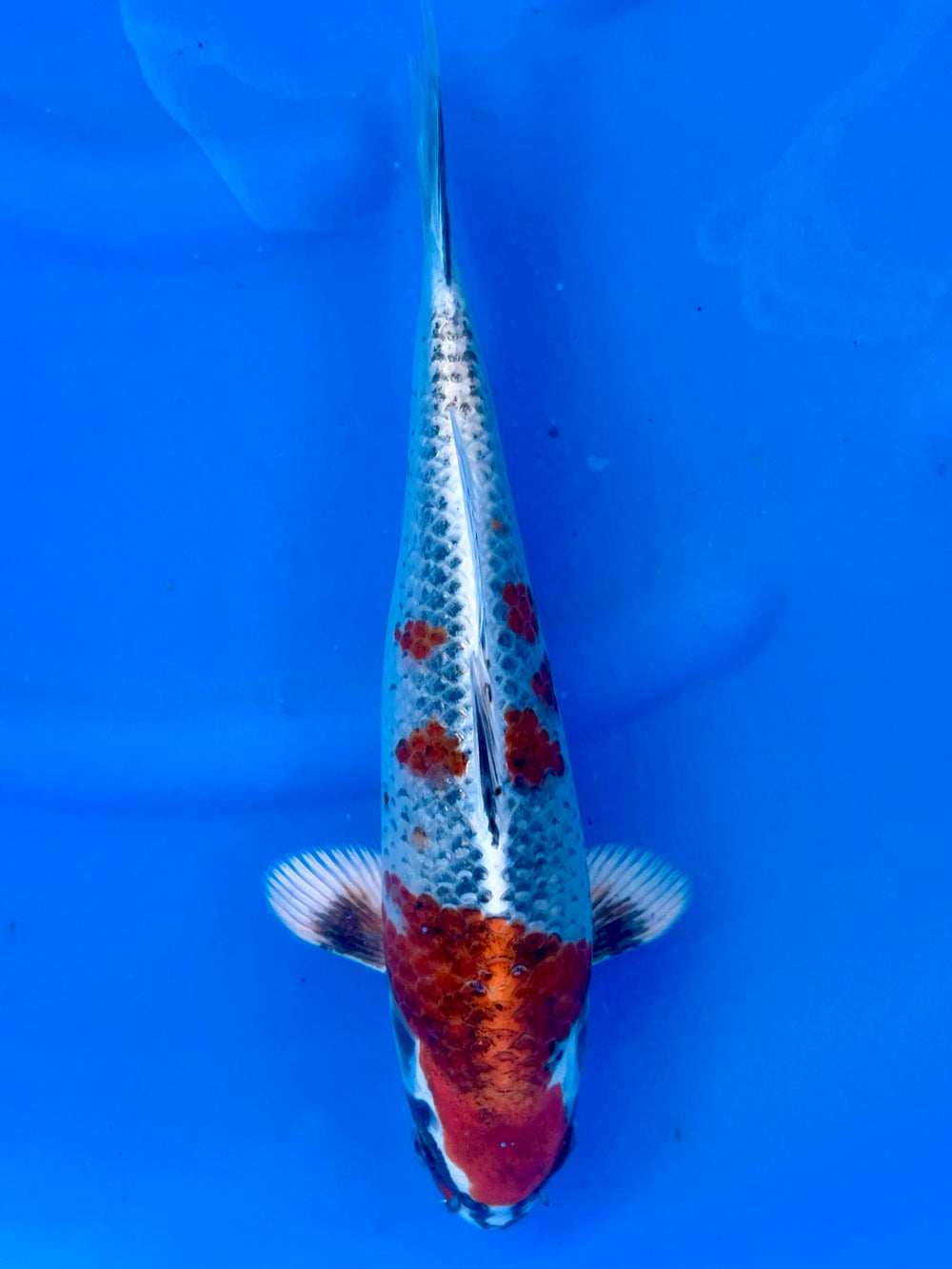 Kujaku 26cm | SUDA | REZERWACJA ❗️S. D