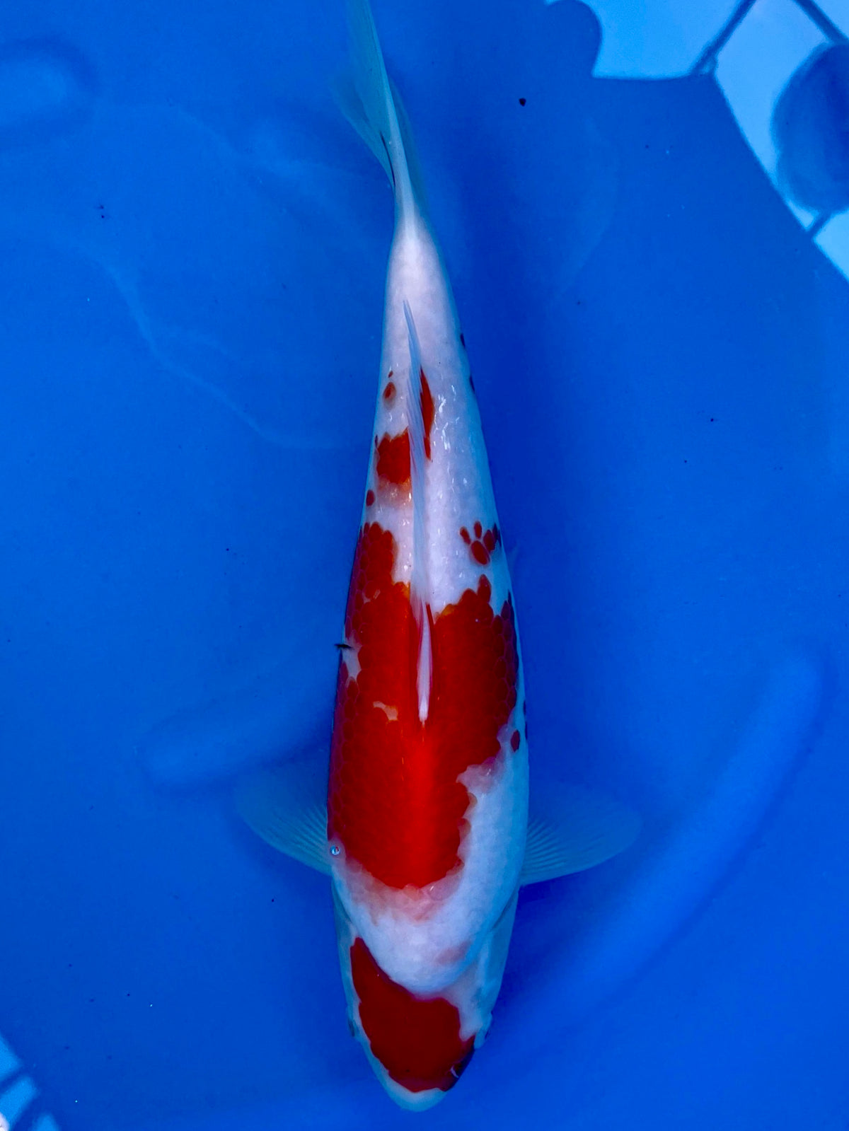 Kohaku 33cm | CUNIASU | REZERWACJA❗️L.C