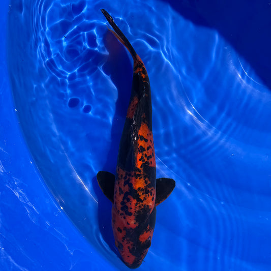 Hi Utsuri 35-36cm