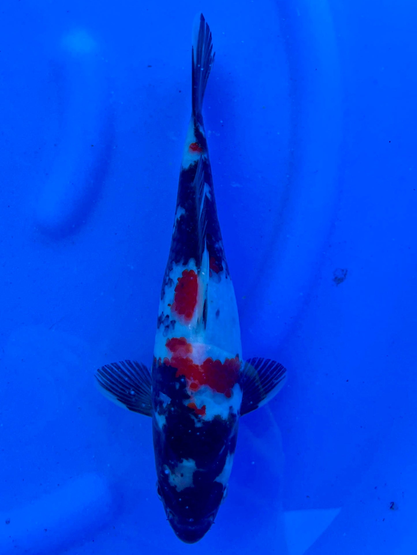Showa 26cm | CUNIASU | REZERWACJA❗️B. F