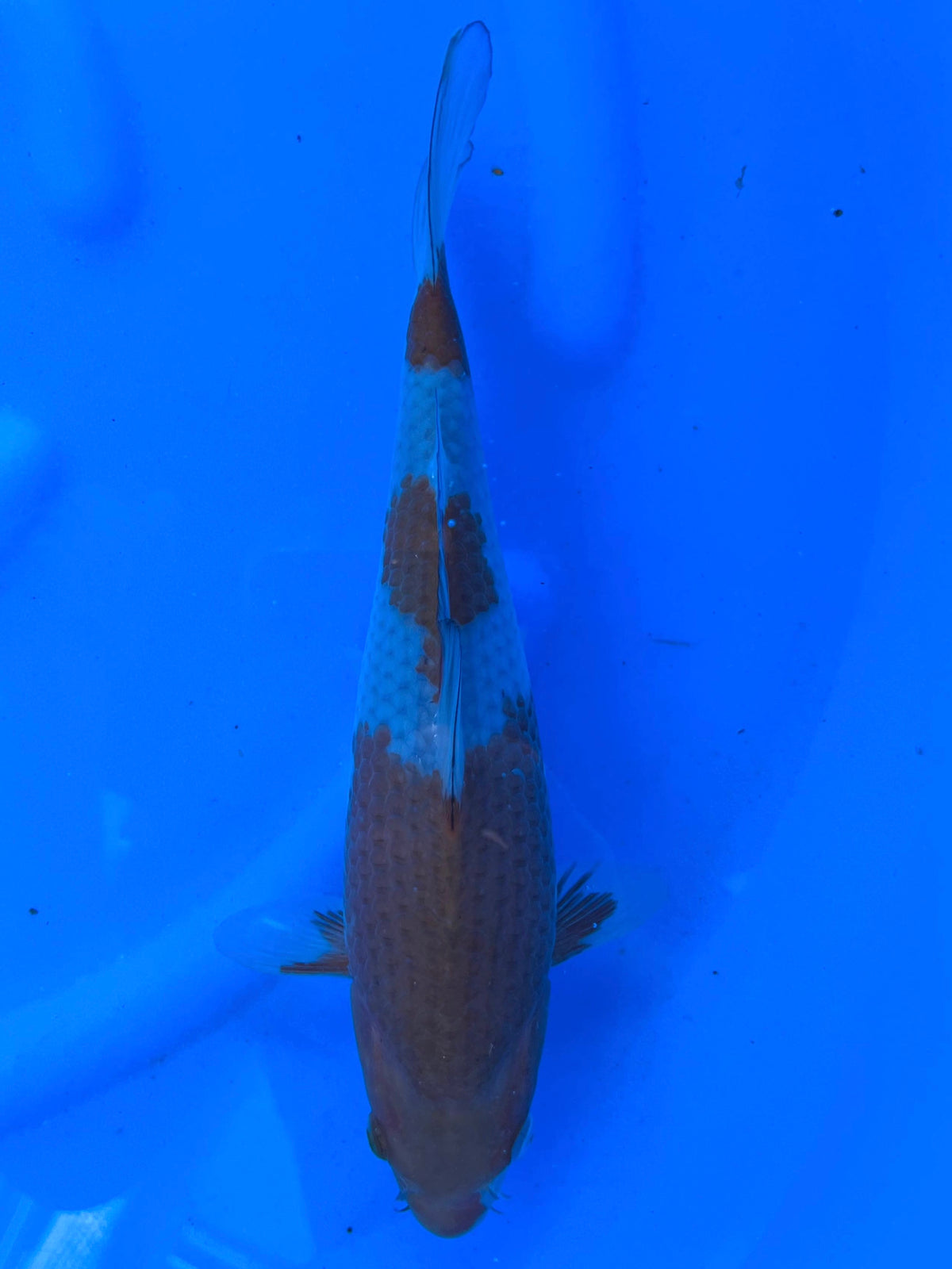 Ochiba 27cm | CUNIASU
