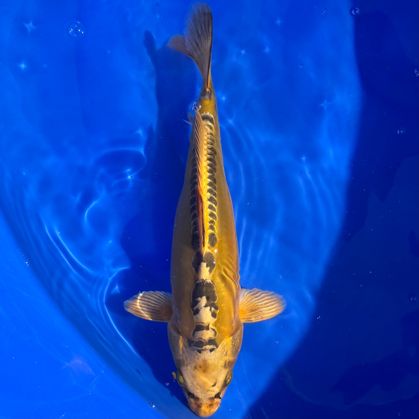 Marusei Mizuho Ogon 31cm