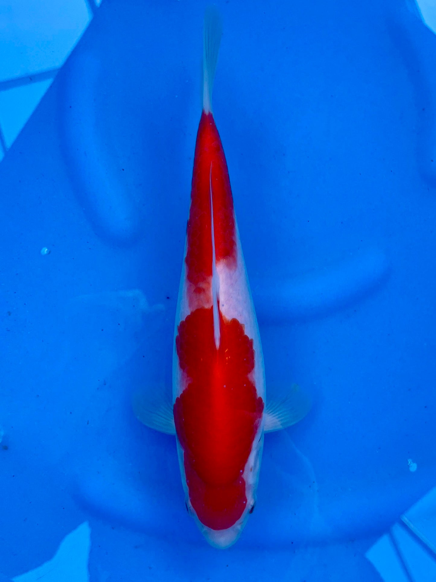 Kohaku 27cm | YAGORO | REZERWACJA❗️D.P