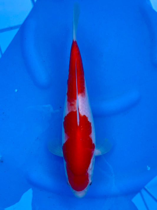 Kohaku 27cm | YAGORO | REZERWACJA❗️D.P