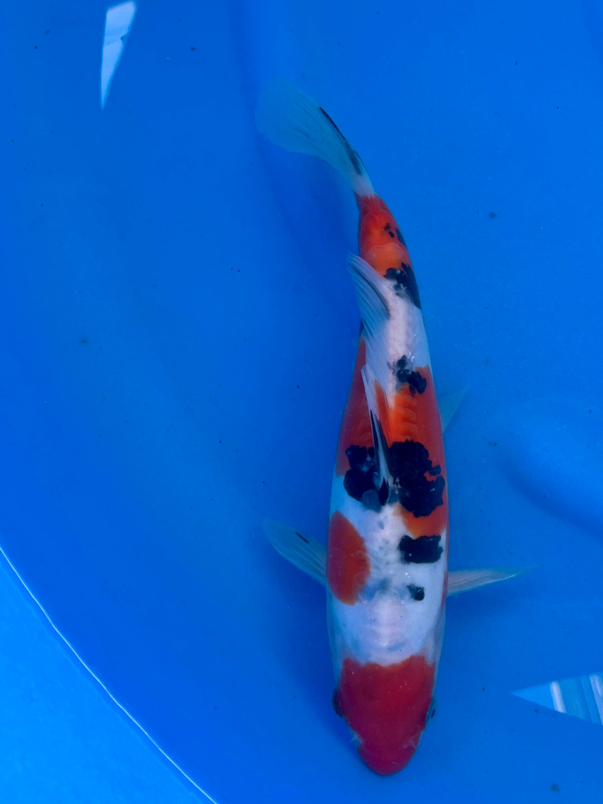 D. Sanke 26cm | CUNIASU | REZERWACJA❗️B. F