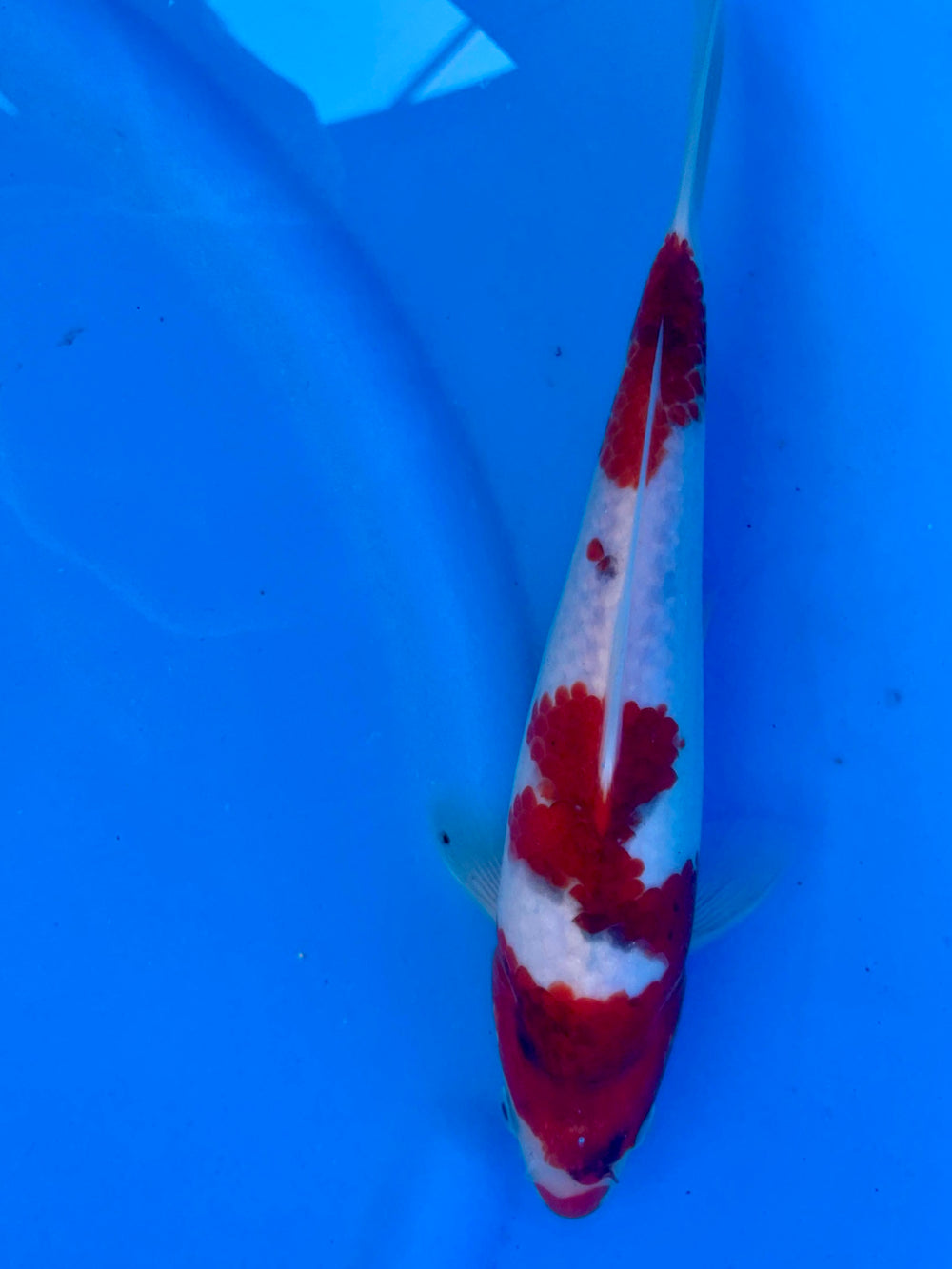 Ai Goromo 27cm | OOFUCHI