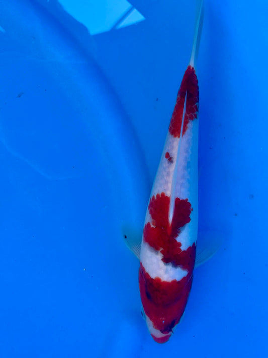 Ai Goromo 27cm | OOFUCHI