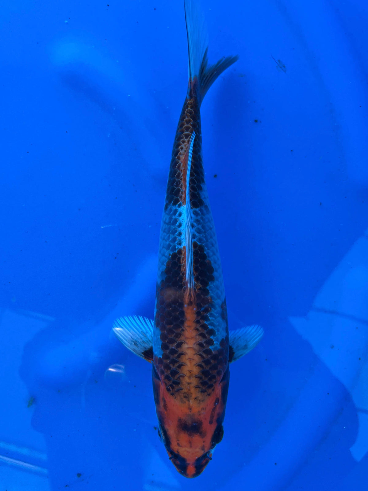 Beni Ginga 27cm | SUDA