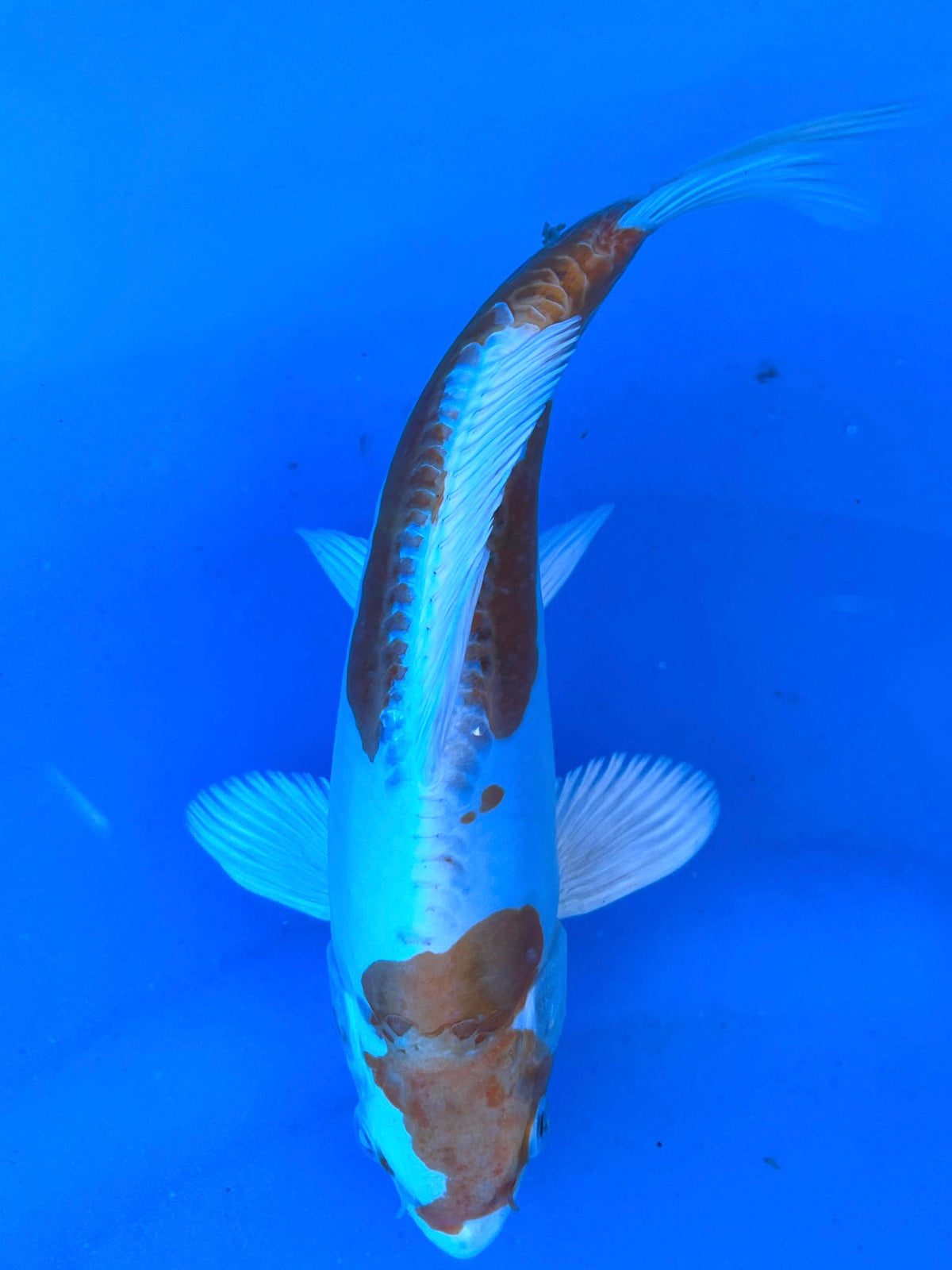 HQ D. Hariwake 23cm | AOKI