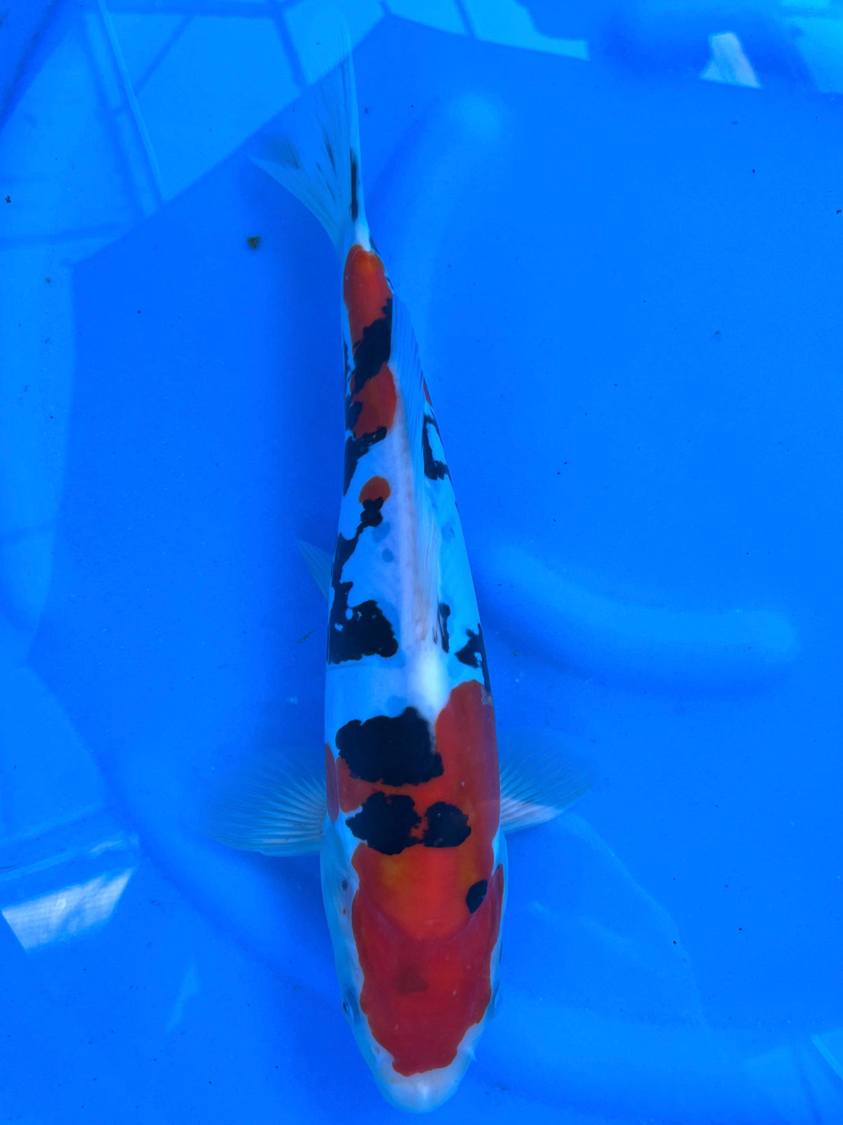 HQ D. Sanke 32cm | CUNIASU | REZERWACJA❗️L.C