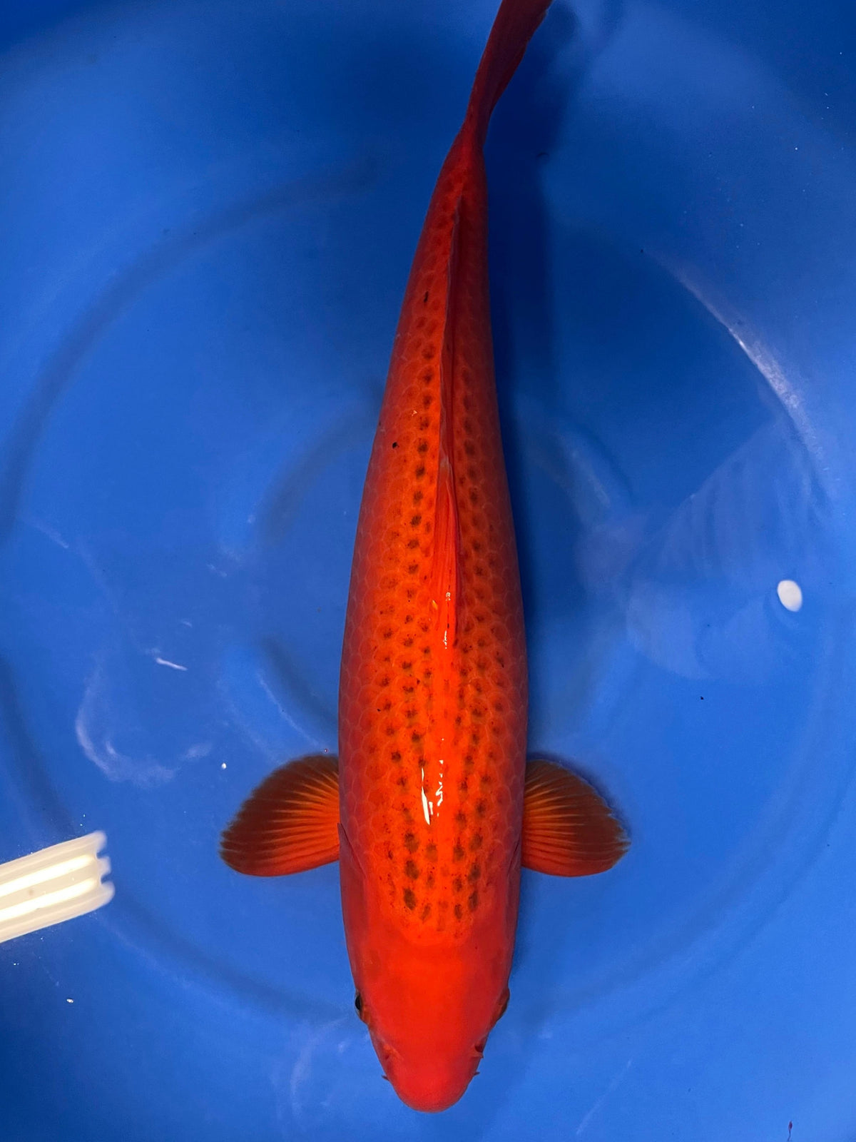 HQ Aka Matsuba 55cm | HOSOKAI