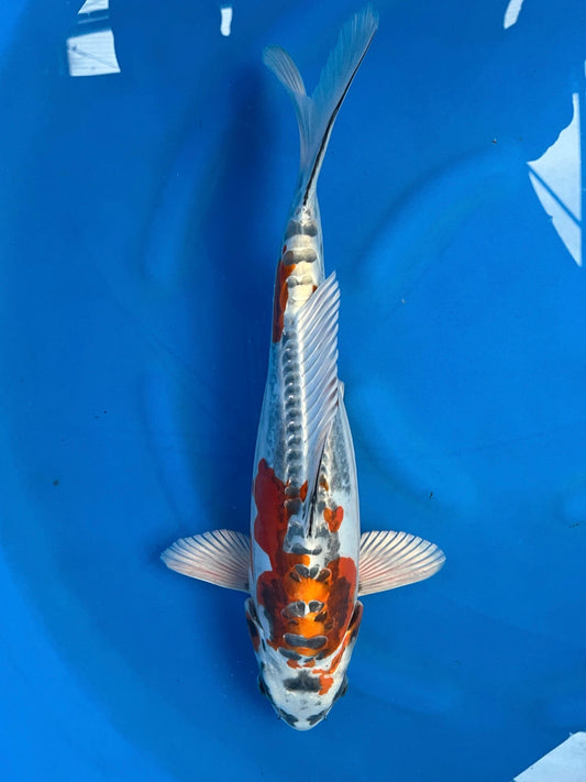 Benikikokuryo 41cm |IKARASHI| REZERWACJA❗️D.P