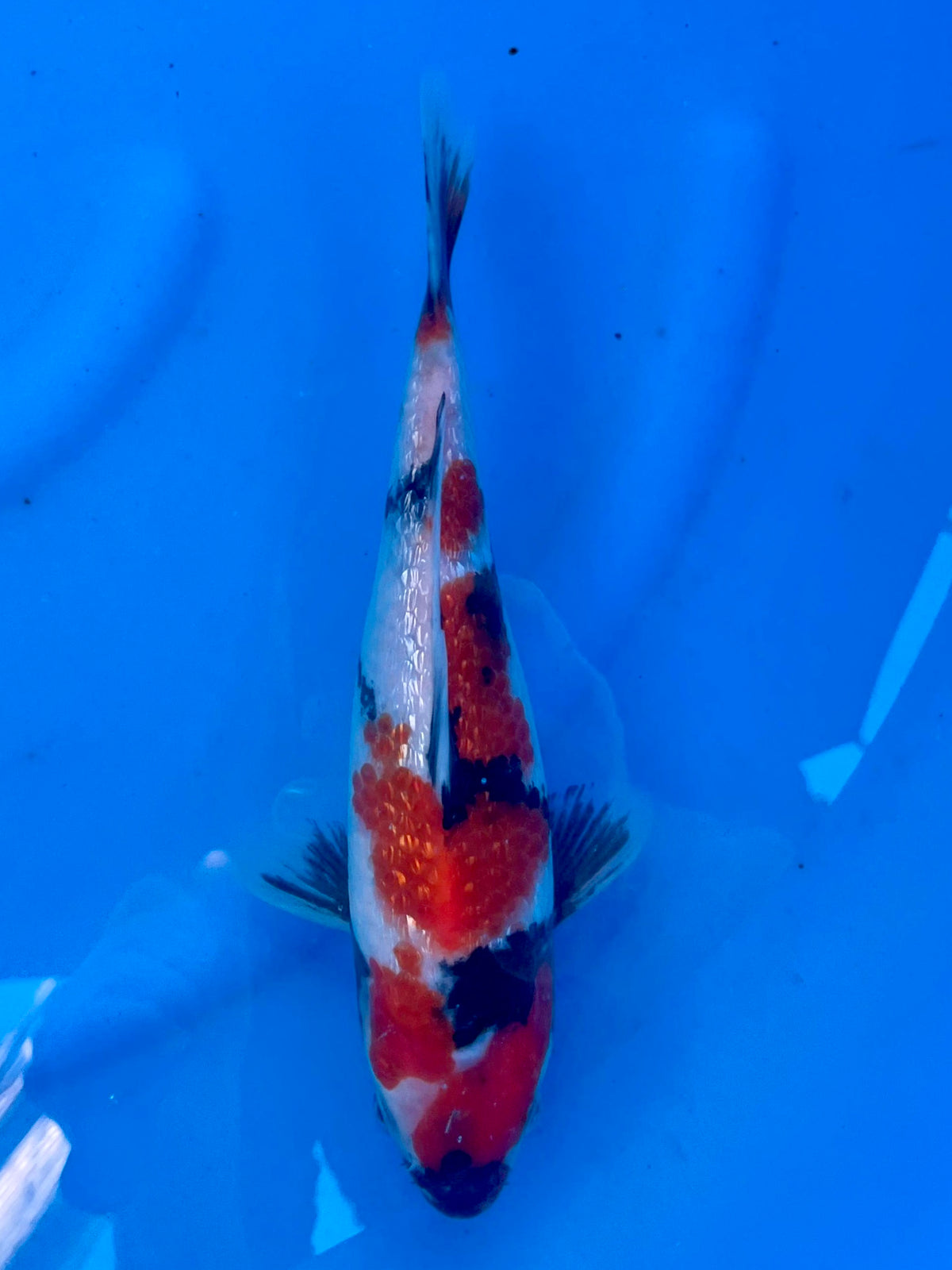 Ginrin Showa 26cm | CUNIASU | REZERWACJA❗️B.F
