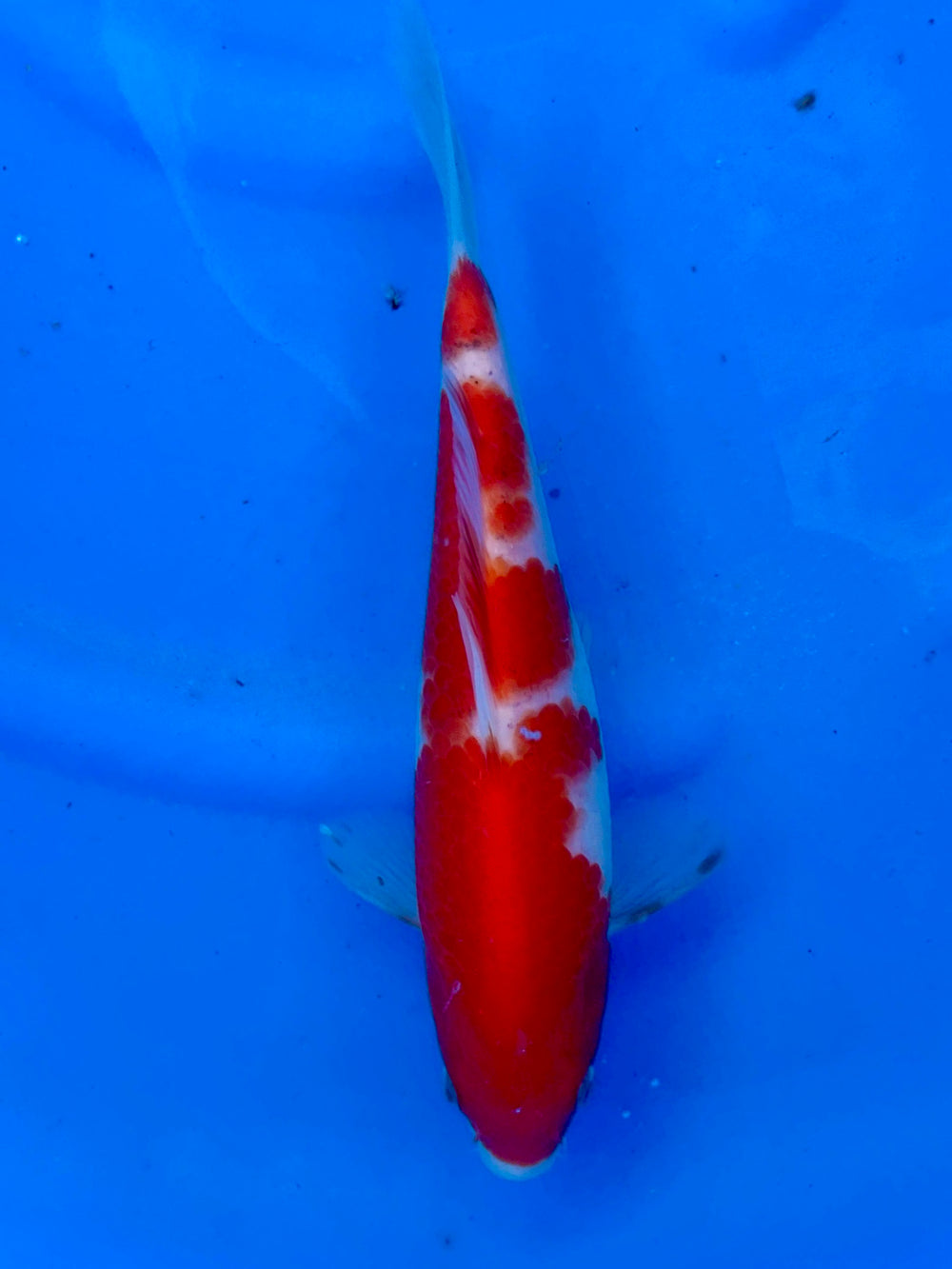 Kohaku 23cm | SUDA
