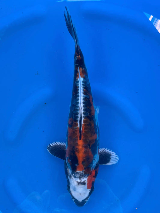 Benikikokuryo 27 cm | AOKI
