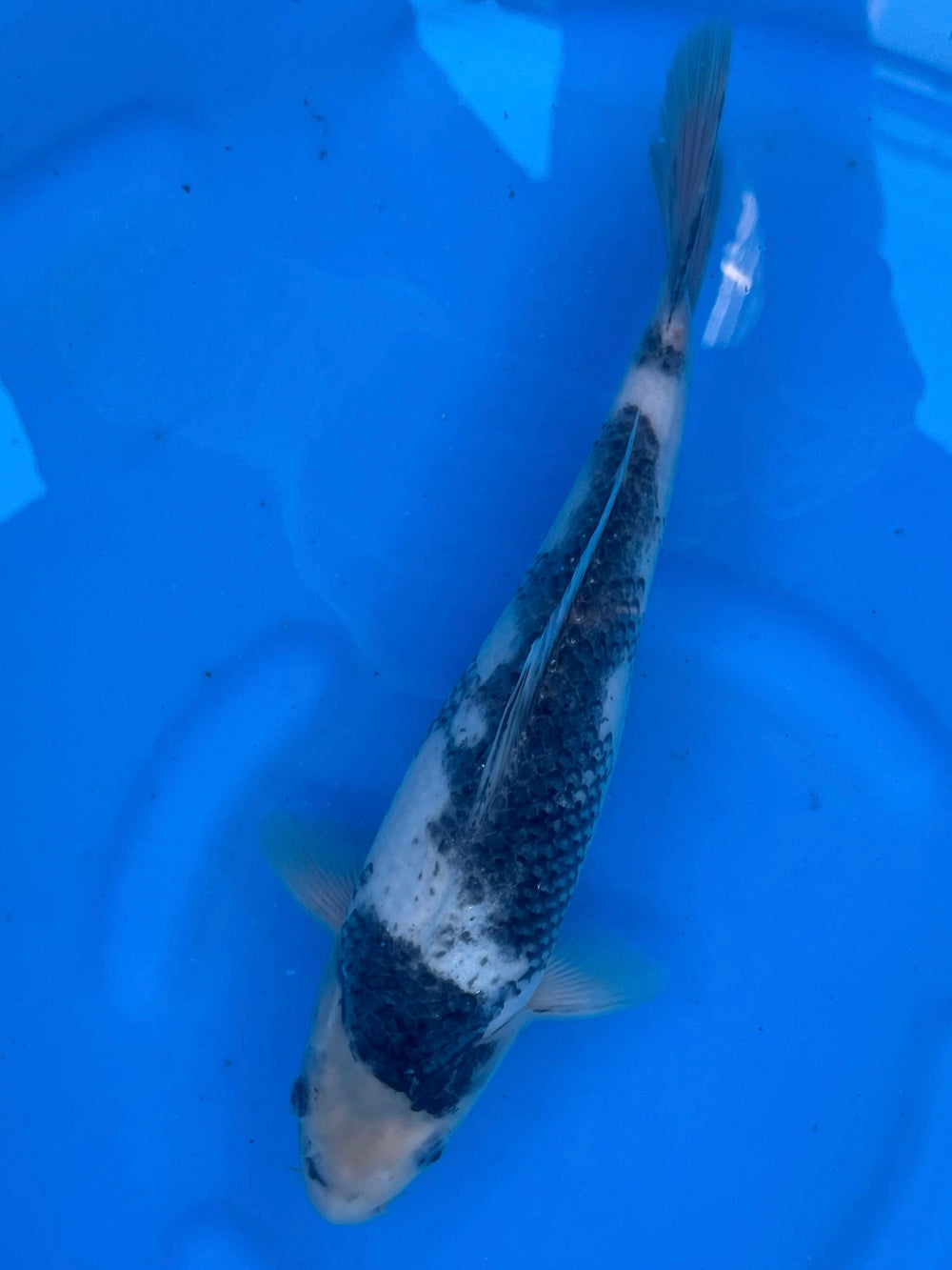 Kawari 26cm | YAGORO