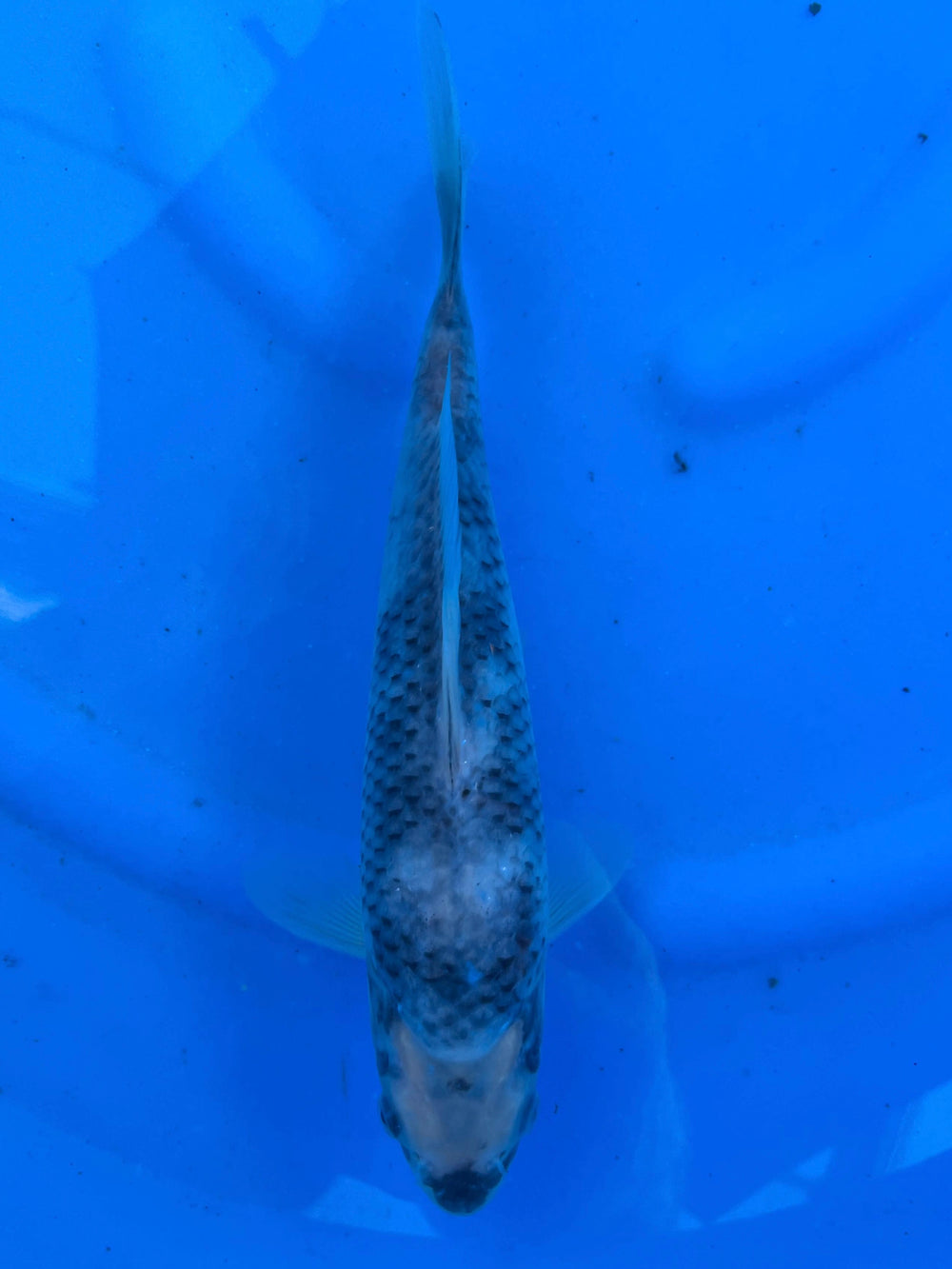 Matsukawabake 25cm | OOFUCHI