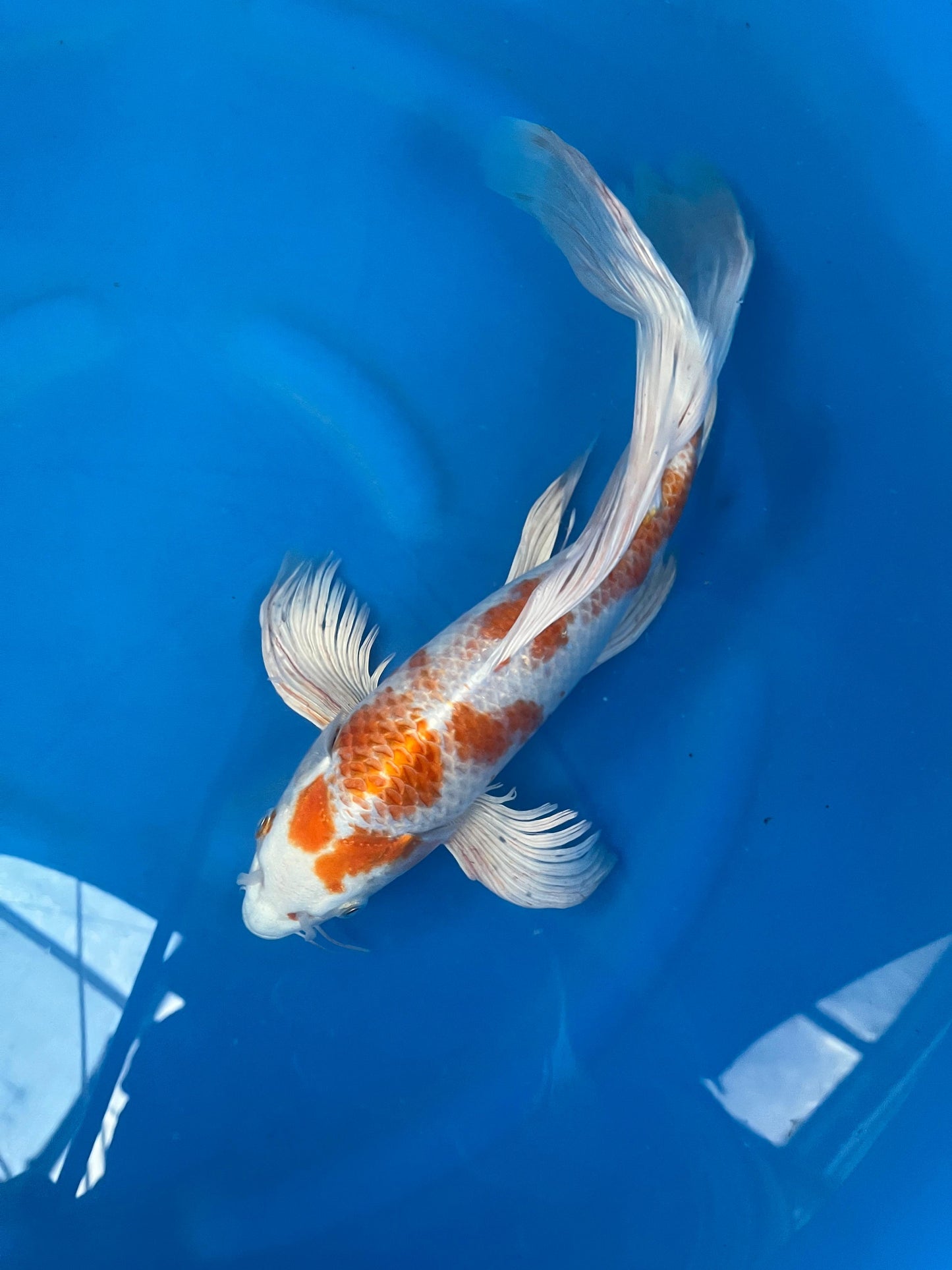 Hariwake 37cm |YAMASAKI| REZERWACJA❗️Ł.M