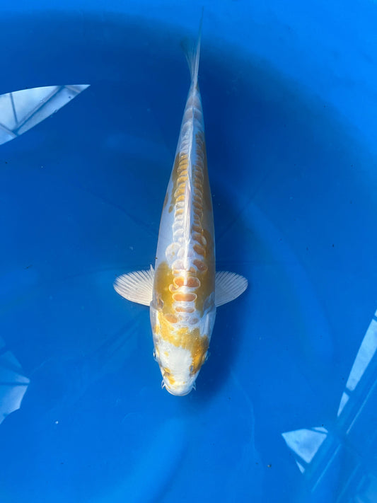 D. Hariwake 32cm | YAMASAKI |