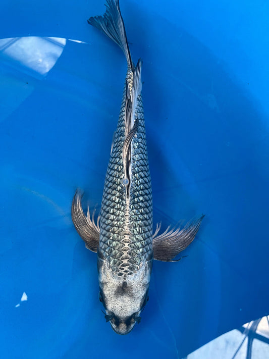 HQ Ginrin Ginga 40cm | YAMASAKI |