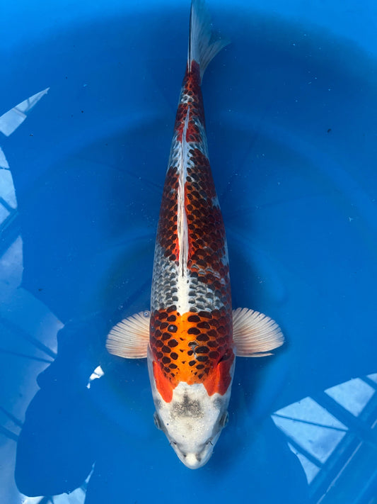 Kujaku 45cm | SUDA | REZERWACJA A.W.❗️