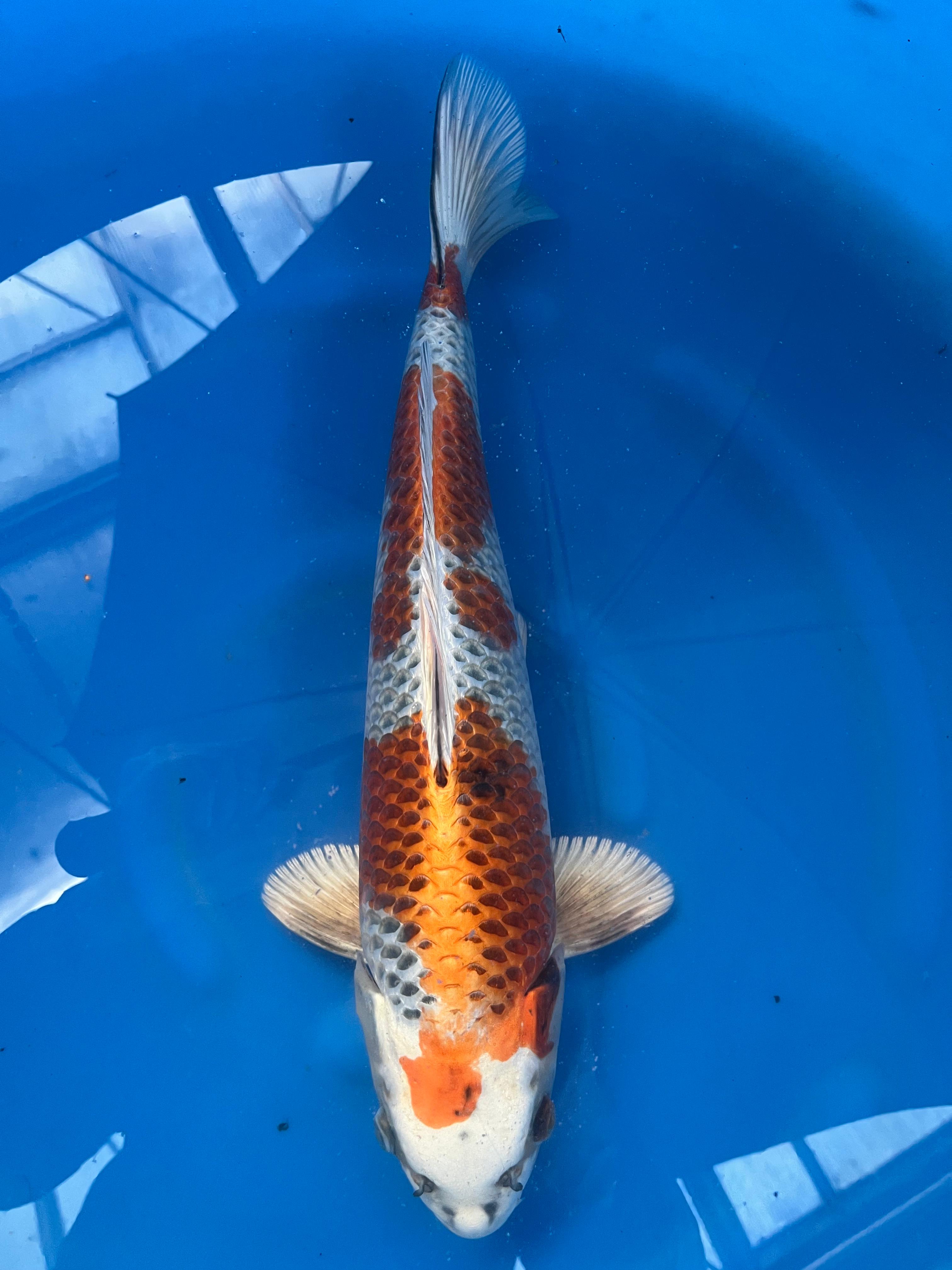 Kujaku 45cm | SUDA | REZERWACJA ️A.W – Kashira Koi Farm