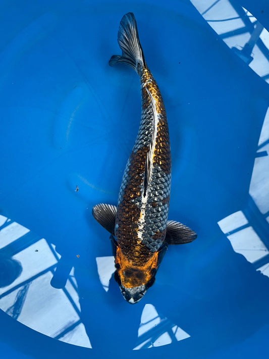 HQ Ginrin Ki Ginga 41cm |IKARASHI|