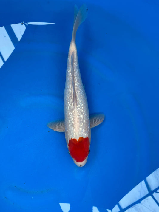 Ginrin Tancho Kohaku 34cm | KASE