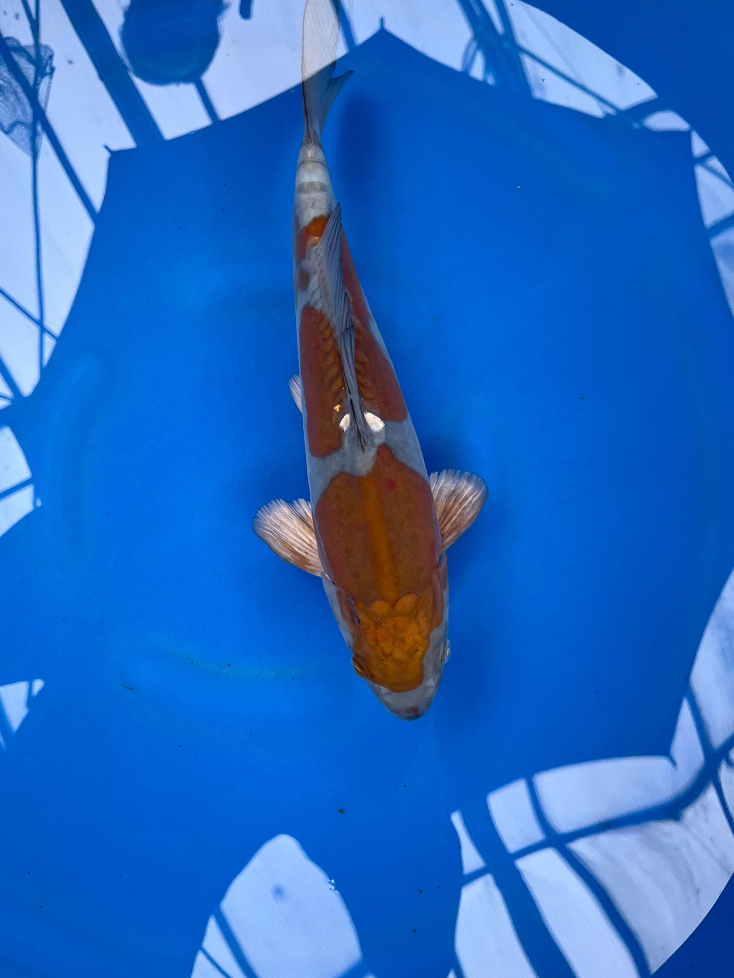 D. Ochiba 32cm | KASE