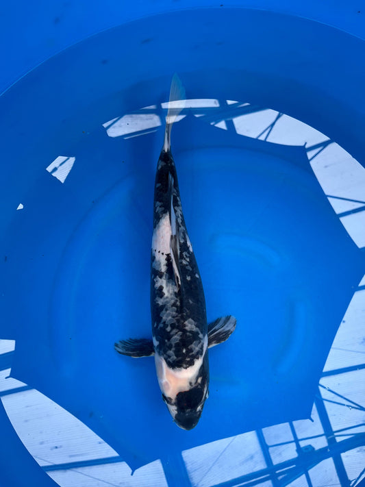 Tancho Showa 44cm | KASE