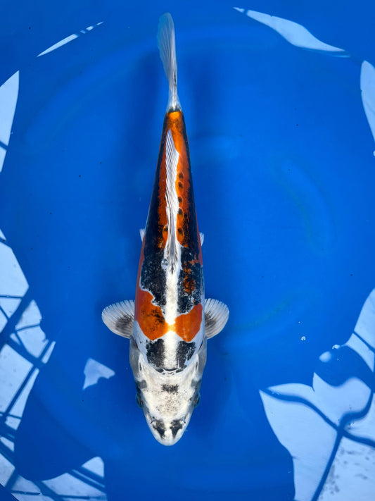 HQ Benikikokuryo 38cm | KASE