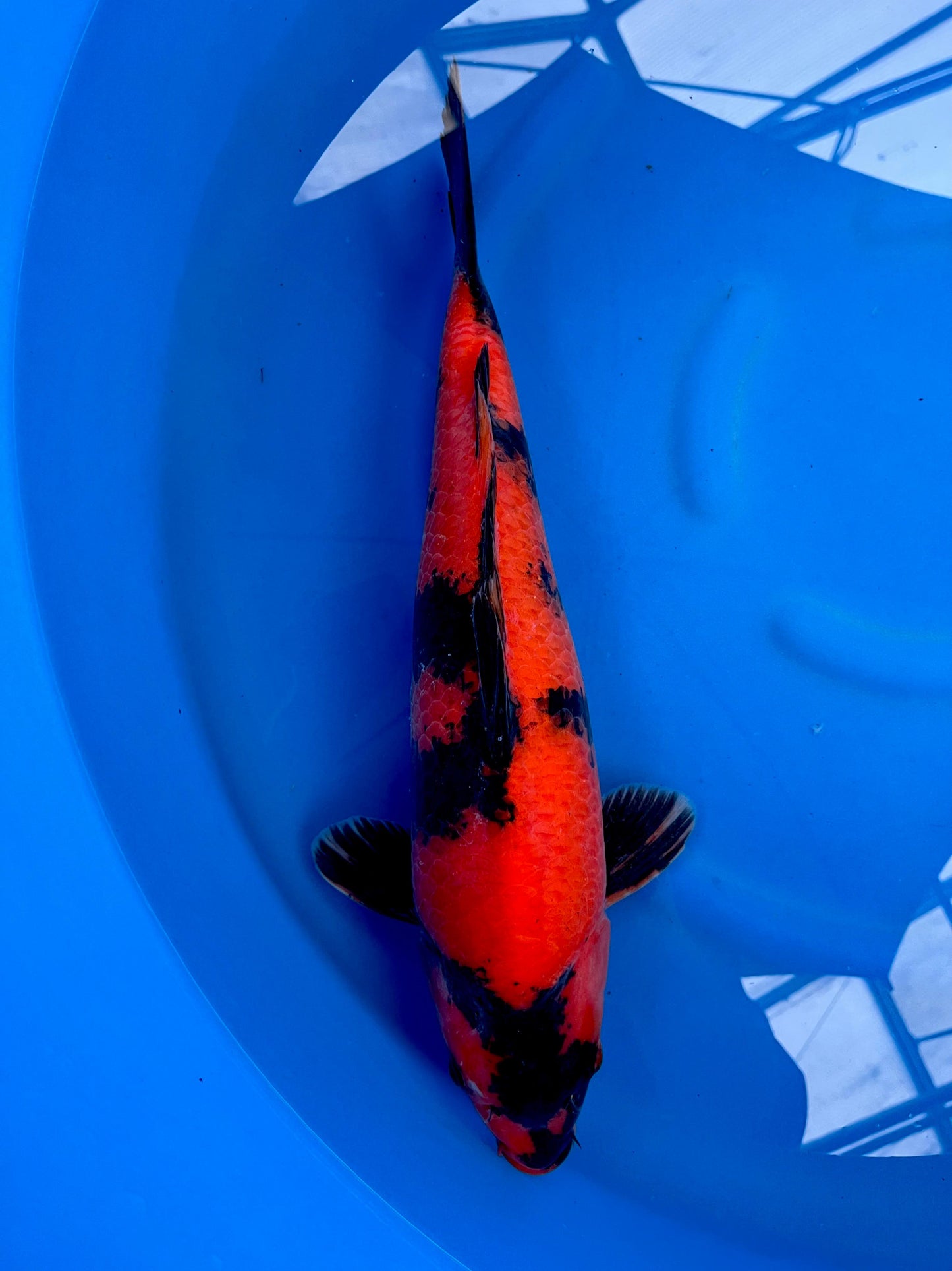 HQ Hi Utsuri 44cm | SHINODA